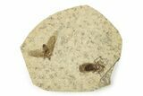 Two Detailed Fossil March Flies (Plecia) - Wyoming #245699-1